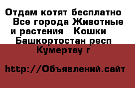 Отдам котят бесплатно  - Все города Животные и растения » Кошки   . Башкортостан респ.,Кумертау г.